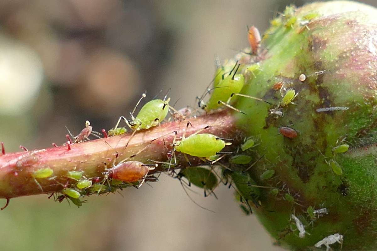 Große Rosenblattlaus, (c) Katrin Schneider/NABU-naturgucker.de