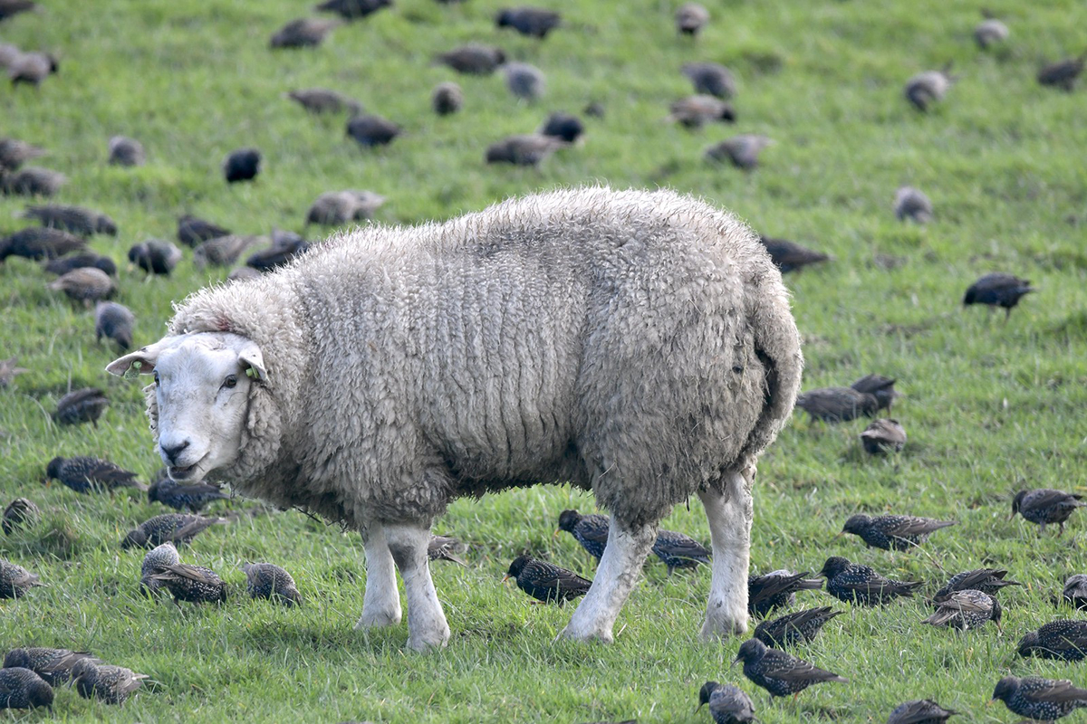 Stare auf Schafweide, (c) Ralph Bergs/NABU-naturgucker.de