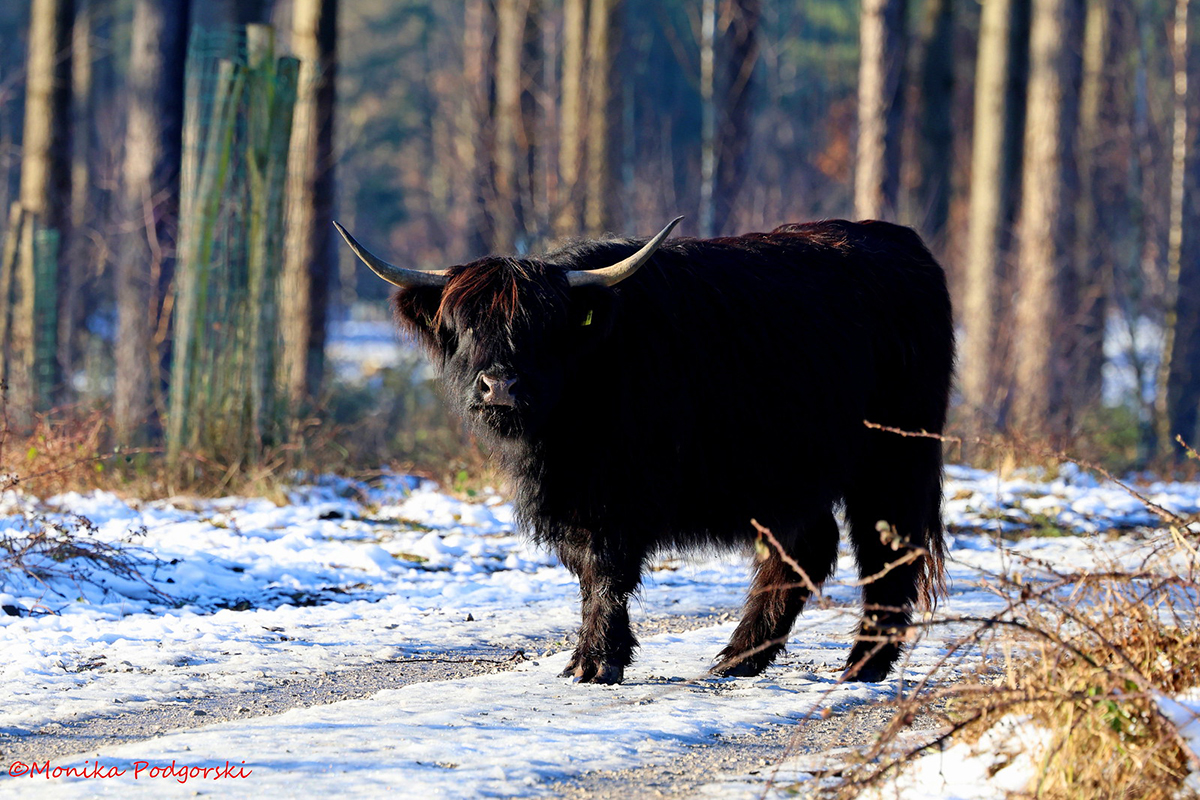 Rinder bei der ganzjährigen Landschaftspflege, (c) Monika Podgorski/NABU-naturgucker.de