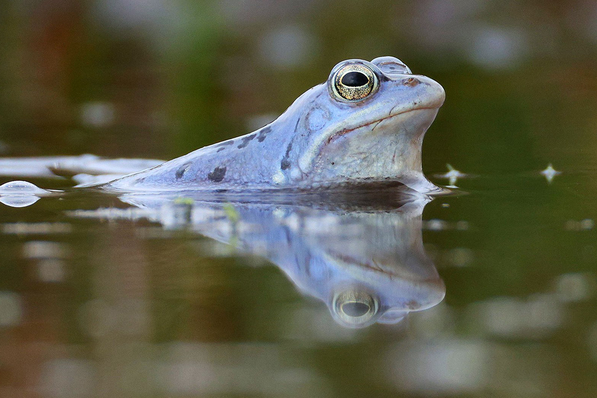 Moorfrosch, Lurch des Jahres 2025, (c) Ulrich Köller/NABU-naturgucker.de