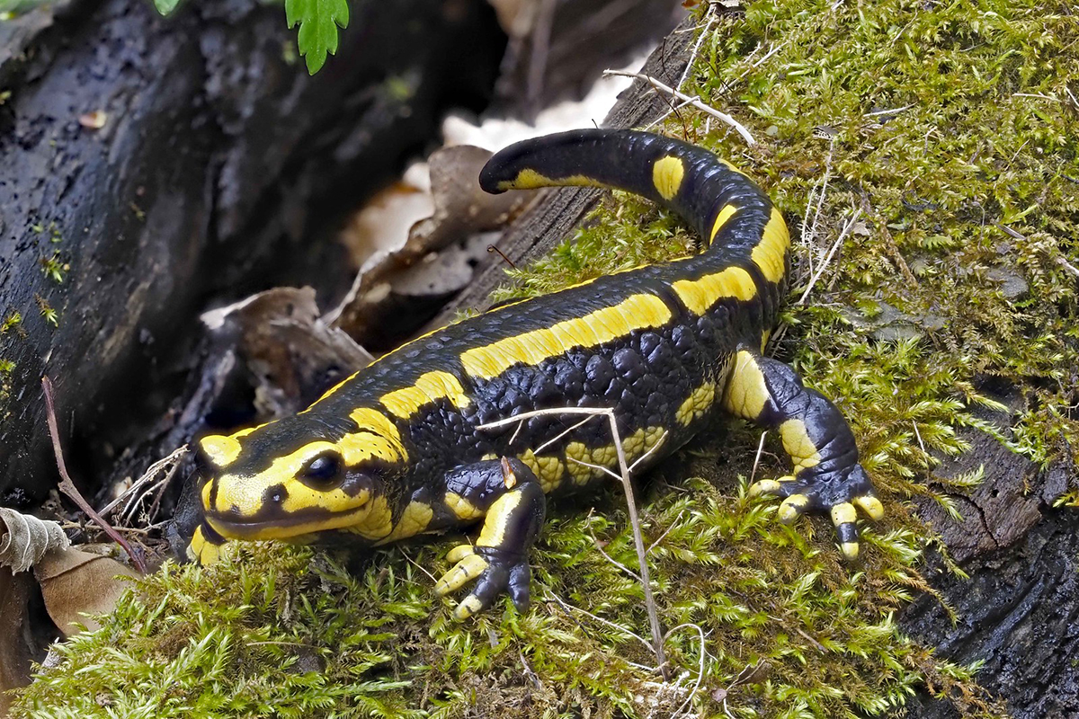 Trächtiges Feuersalamander-Weibchen, (c) Bernhard Konzen/NABU-naturgucker.de