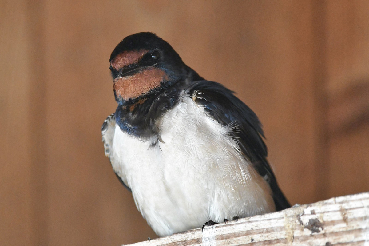 Rauchschwalbe (Hirundo rustica) am 14. April 2025 in Niedersachsen, (c) Ralph Bergs/NABU-naturgucker.de