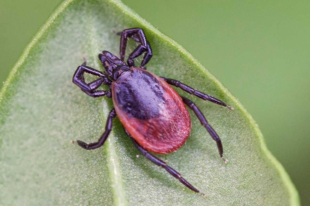 Gemeiner Holzbock, (c) Monika Waldhelm/NABU-naturgucker.de