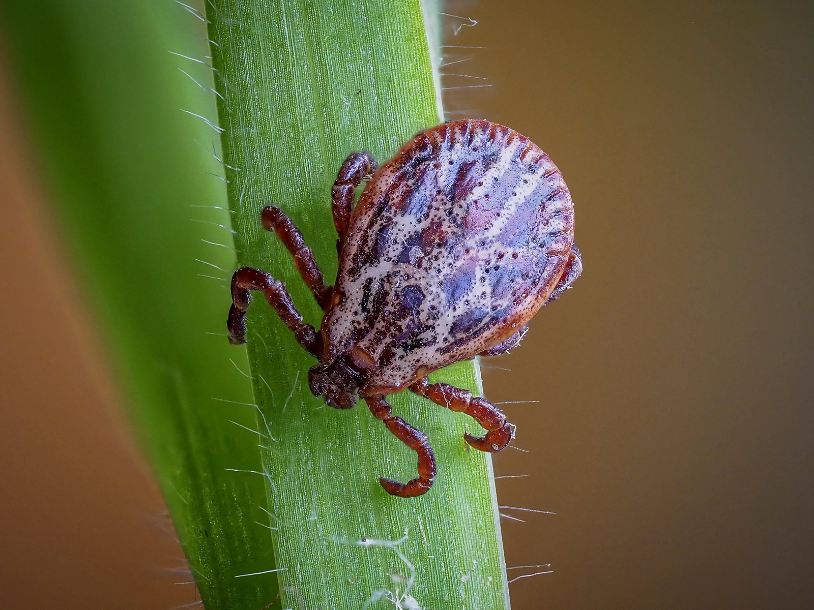 Wiesenzecke, (c) Istvan und Sabine Palfi/NABU-naturgucker.de