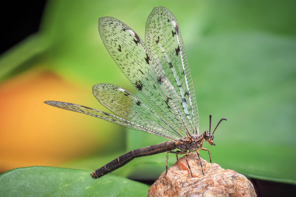 Gefleckte Ameisenjungfer, (c) Istvan und Sabine Palfi/NABU-naturgucker.de