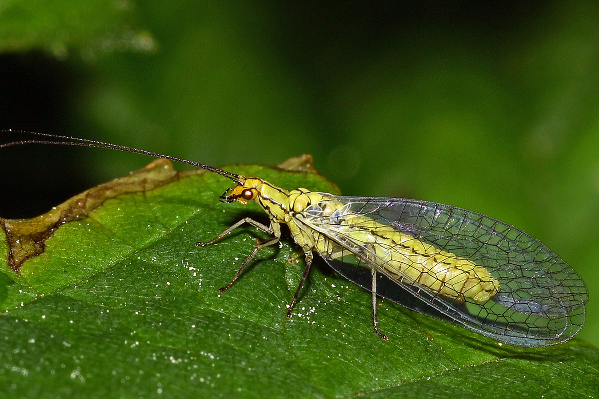 Hainbuchen-Florfliege, (c) Hans Schwarting/NABU-naturgucker.de