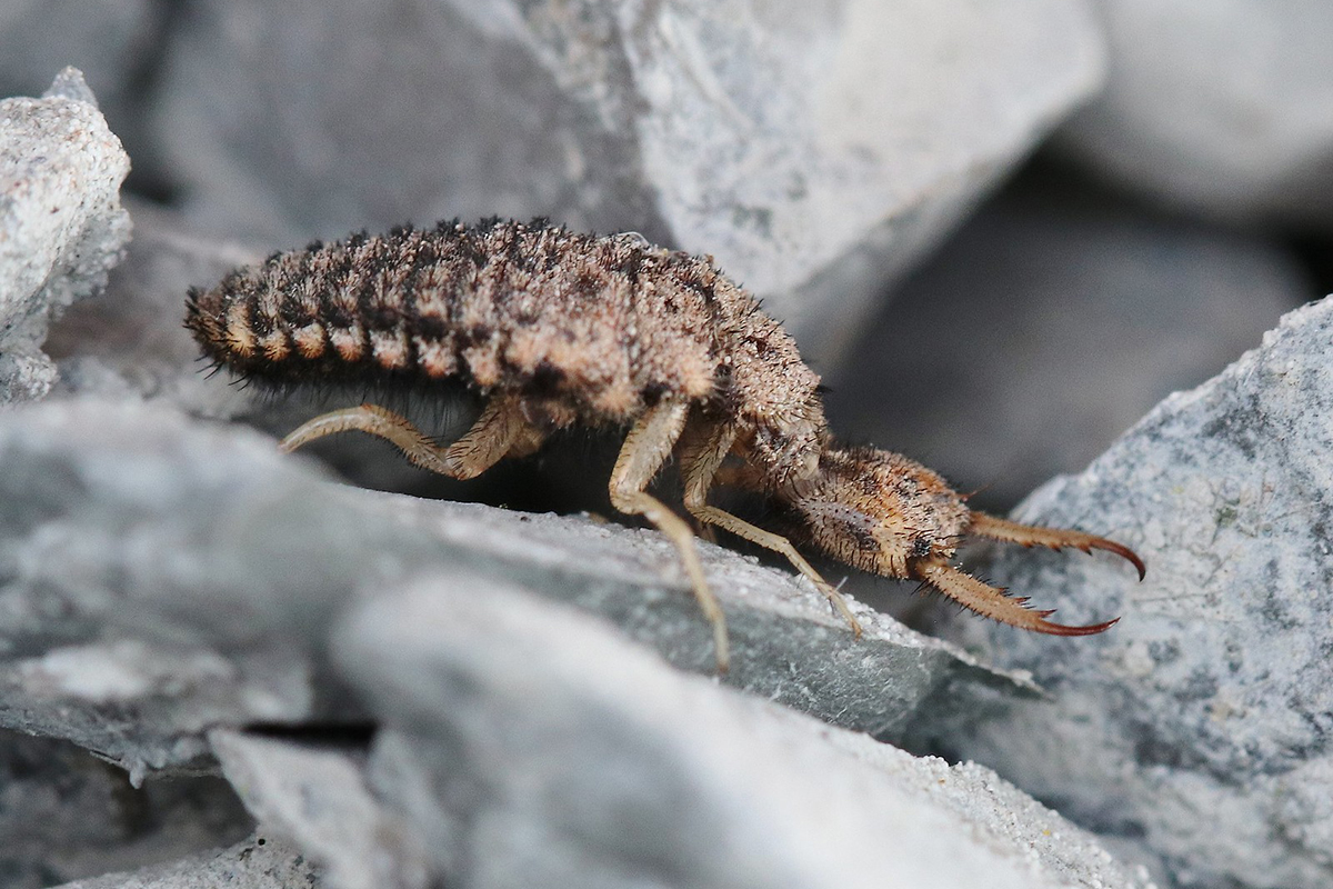 Larve der Gewöhnlichen Ameisenjungfer, (c) Thilo Bruder/NABU-naturgucker.de