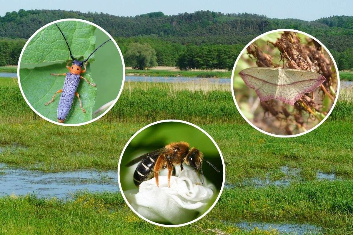 Landschaft im Nationalpark, Weiden-Linienbock (Oberea oculata), Orangebeinige Furchenbiene (Halictus rubicundus) und Ampferspanner (Timandra comae)