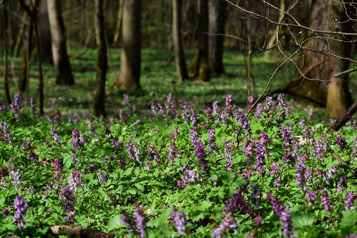 Lerchensporn im Auwald in Hessen, (c) Hans Schwarting/NABU-naturgucker.de
