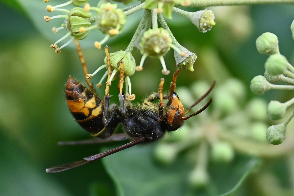 Asiatische Hornisse: In Deutschland seit 2014 nachgewiesen, (c) Ina Siebert/NABU-naturgucker.de