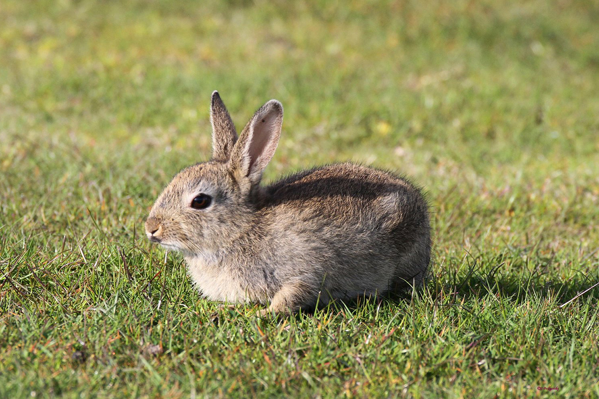 Wildkaninchen: in Europa gefährdet, in Australien sehr große Vorkommen, (c) Jürgen Podgorski/NABU-naturgucker.de