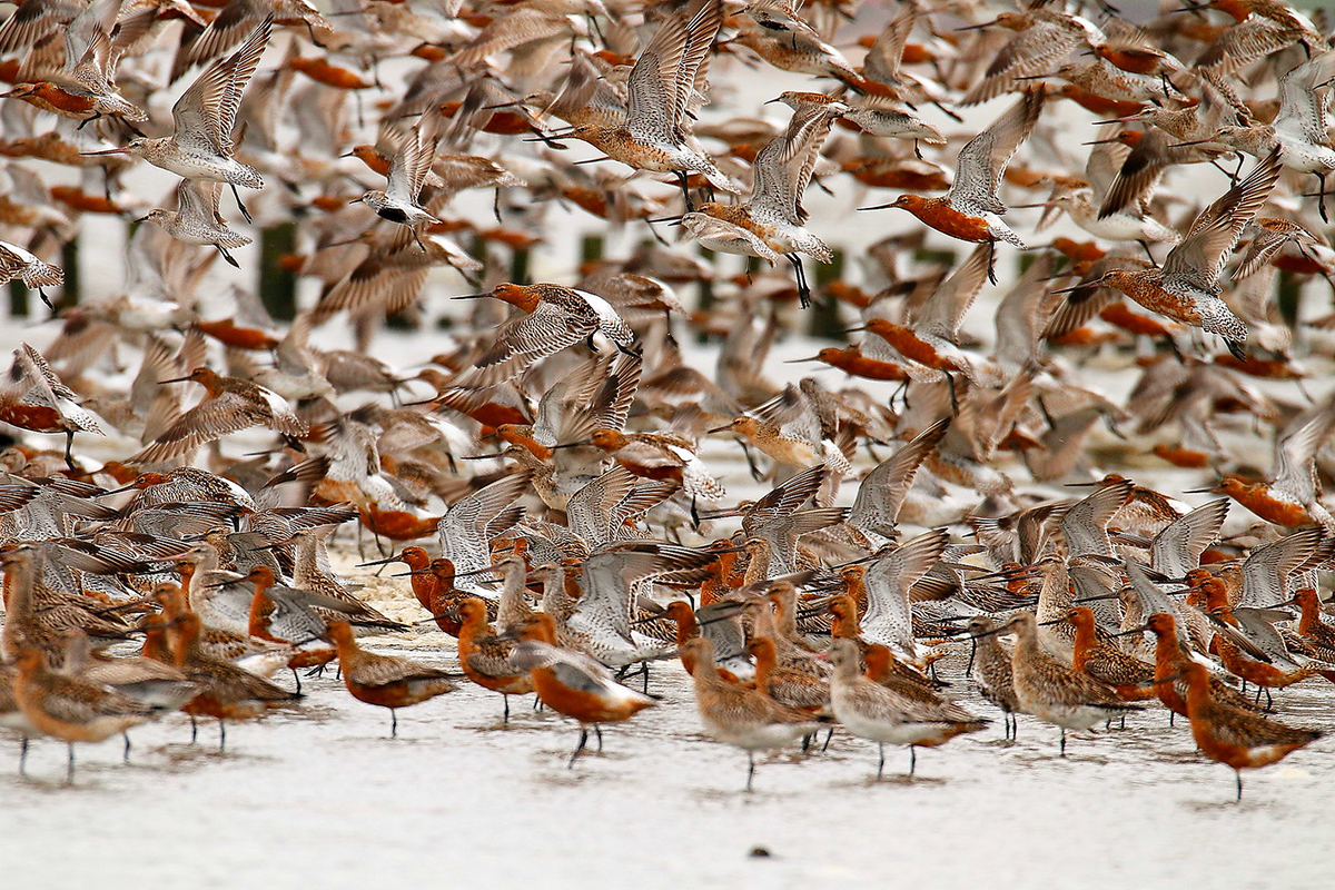 Pfuhlschnepfen im Mai 2019 in den Salzwiesen auf Amrum, (c) Jens Beyer/NABU-naturgucker.de