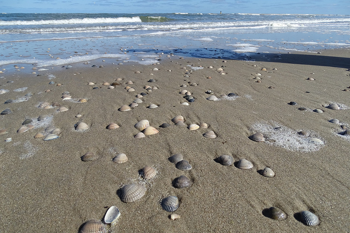 Gemeine Herzmuscheln im Mai 2019 auf Texel, (c) Rainer Ziebarth/NABU-naturgucker.de