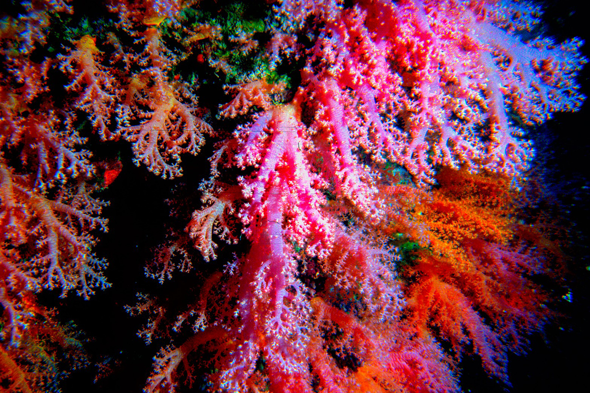 Weichkoralle Scleronephthya corymbosa im November 1991 im Great Barrier Reef, (c) Rainer Ziebarth/NABU-naturgucker.de