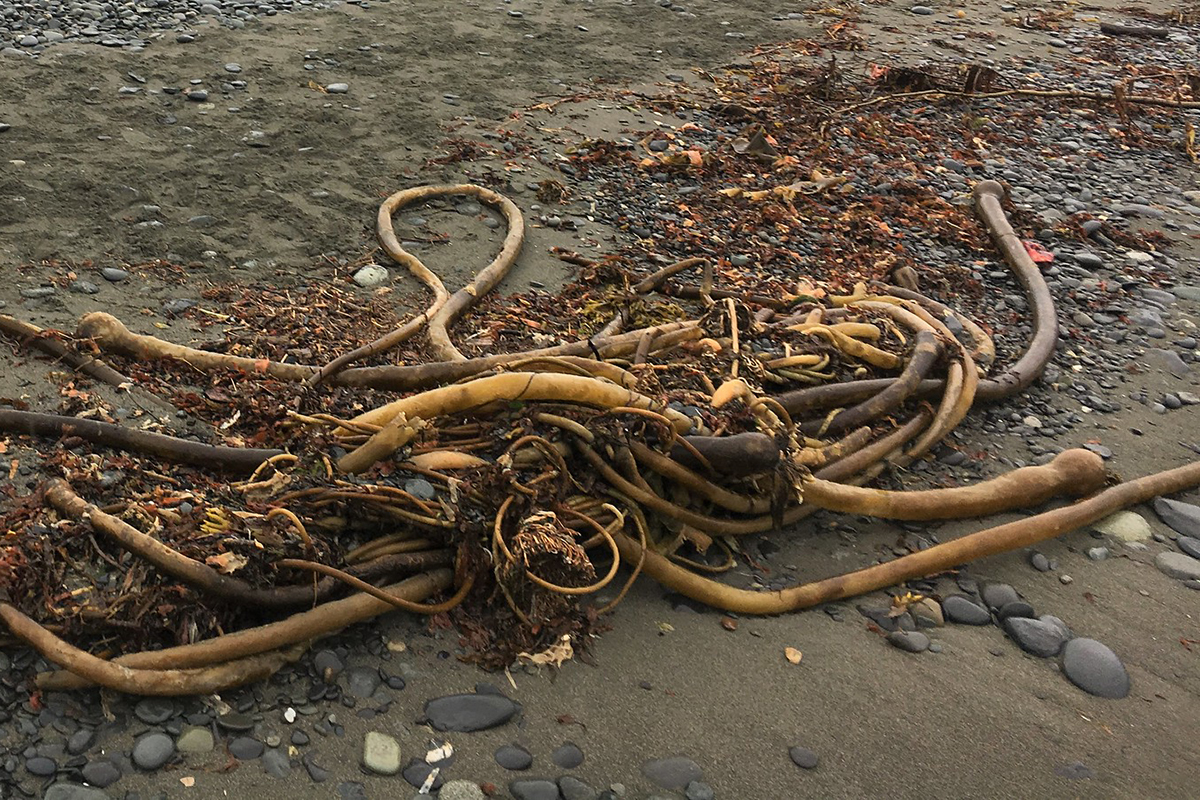 Bullenpeitschentang in Alaska, (c) Frank Hartmann/NABU-naturgucker.de