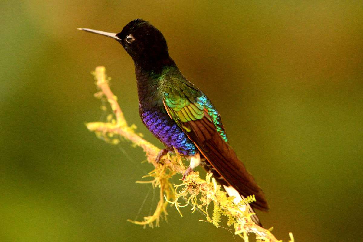 Hyazinthkolibri, (c) Werner Kunz/NABU-naturgucker.de