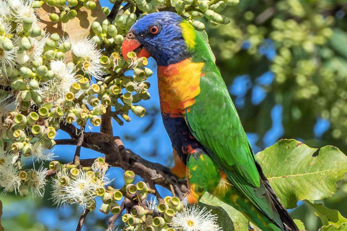 Allfarblori, (c) Volker Achterberg/NABU-naturgucker.de