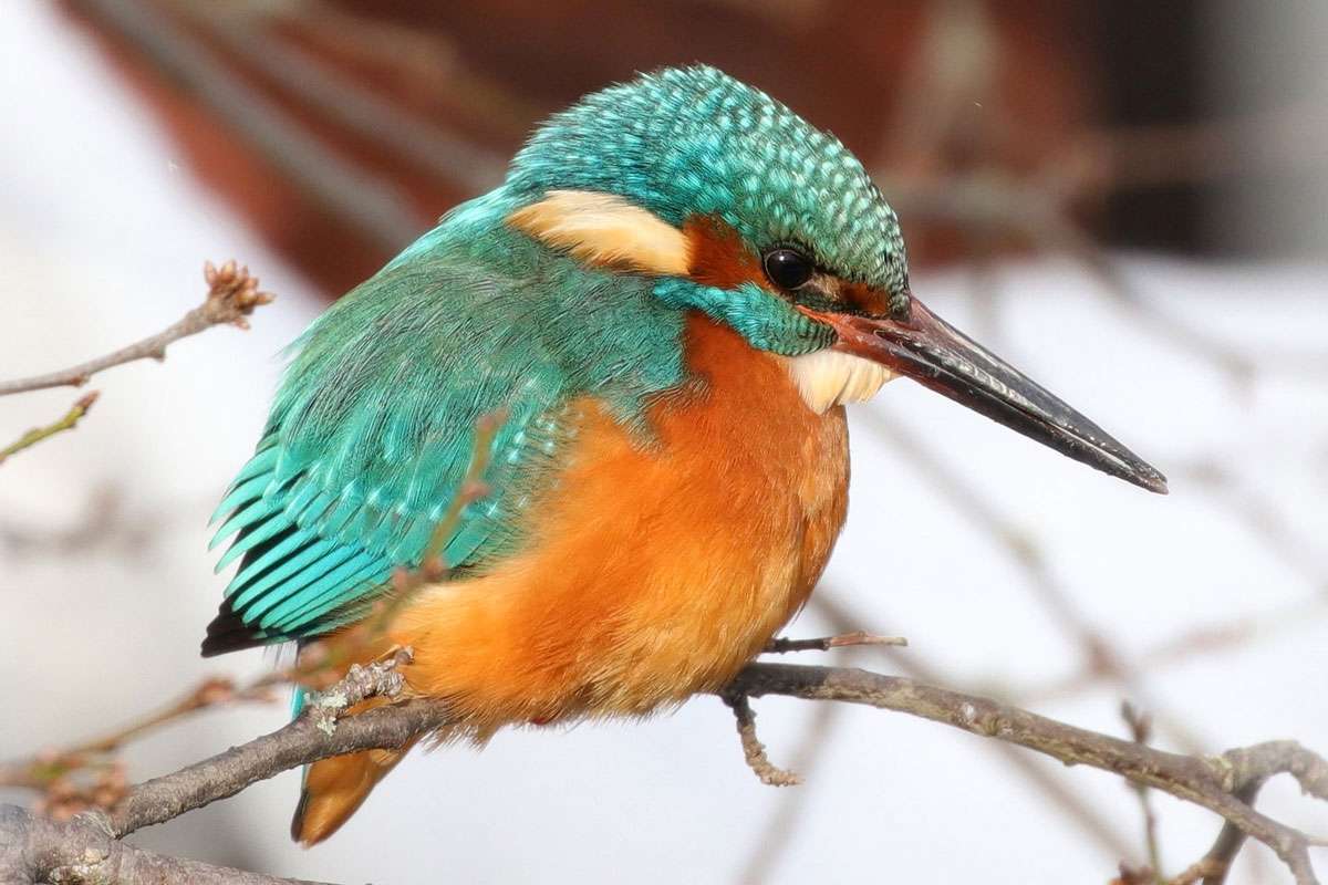 Eisvogel, (c) Jens Winter/NABU-naturgucker.de