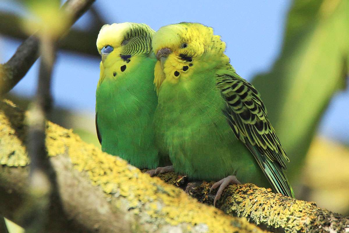 Wellensittich-Pärchen, (c) Kerstin Kleinke/NABU-naturgucker.de