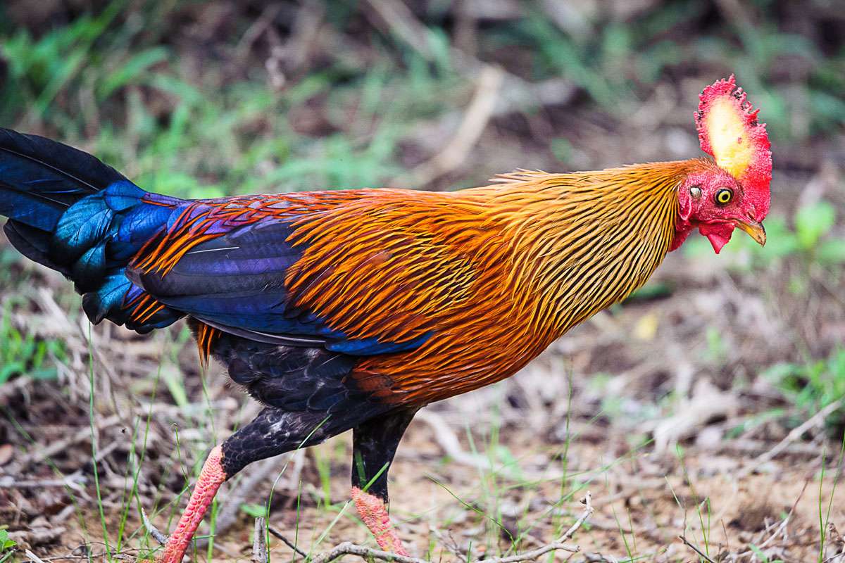 Männliches Ceylonhuhn, (c) Simon Reiss/NABU-naturgucker.de