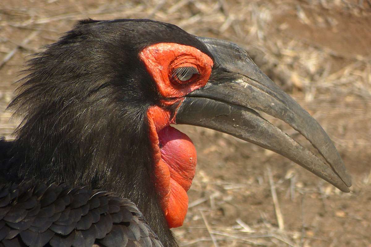An den Augen dieses Kaffernhornraben sind Haarfedern zu sehen, (c) Jürgen-Wolfgang Berg/NABU-naturgucker.de