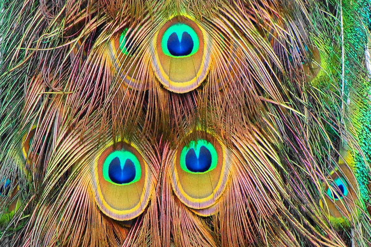 Prächtige Pfauenfedern, (c) Karen Nagel/NABU-naturgucker.de