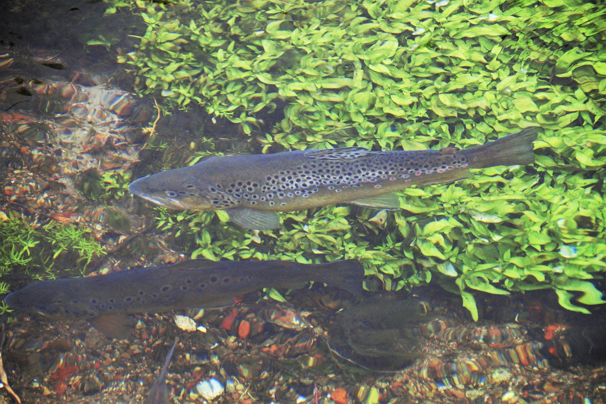 Bachforellen in Baden-Württemberg, (c) Gerhard Kleinschrod/NABU-naturgucker.de
