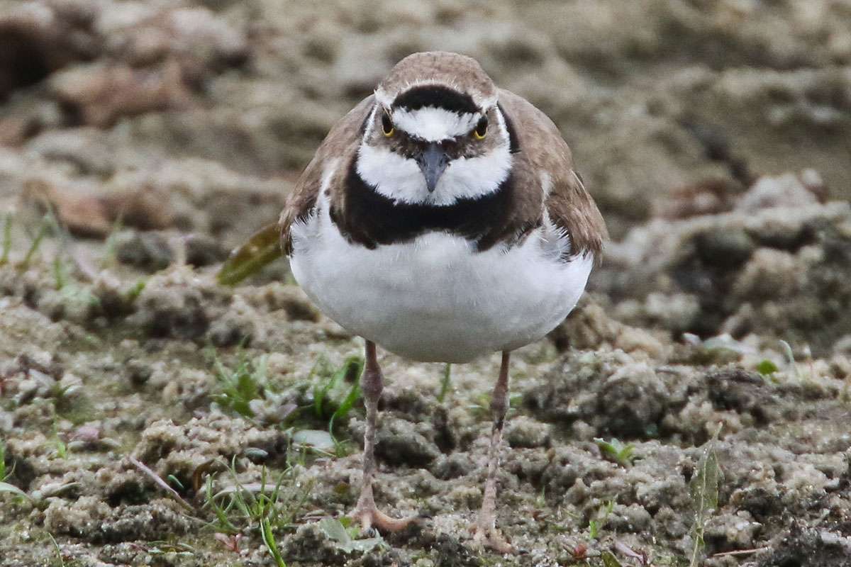 Flussregenpfeifer (Charadrius dubius), (c) Klaus Ewald/NABU-naturgucker.de