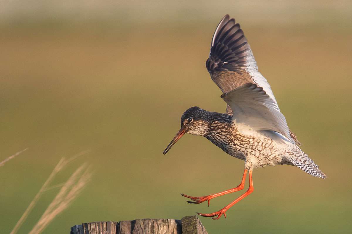 Rotschenkel (Tringa totanus), (c) Axel Aßmann/NABU-naturgucker.de