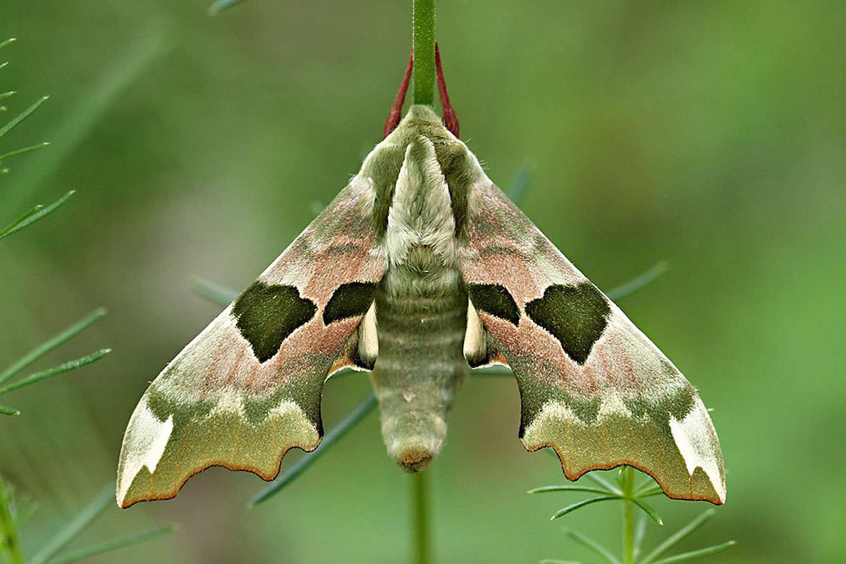 Lindenschwärmer (Mimas tiliae), (c) Peter Weiser/NABU-naturgucker.de