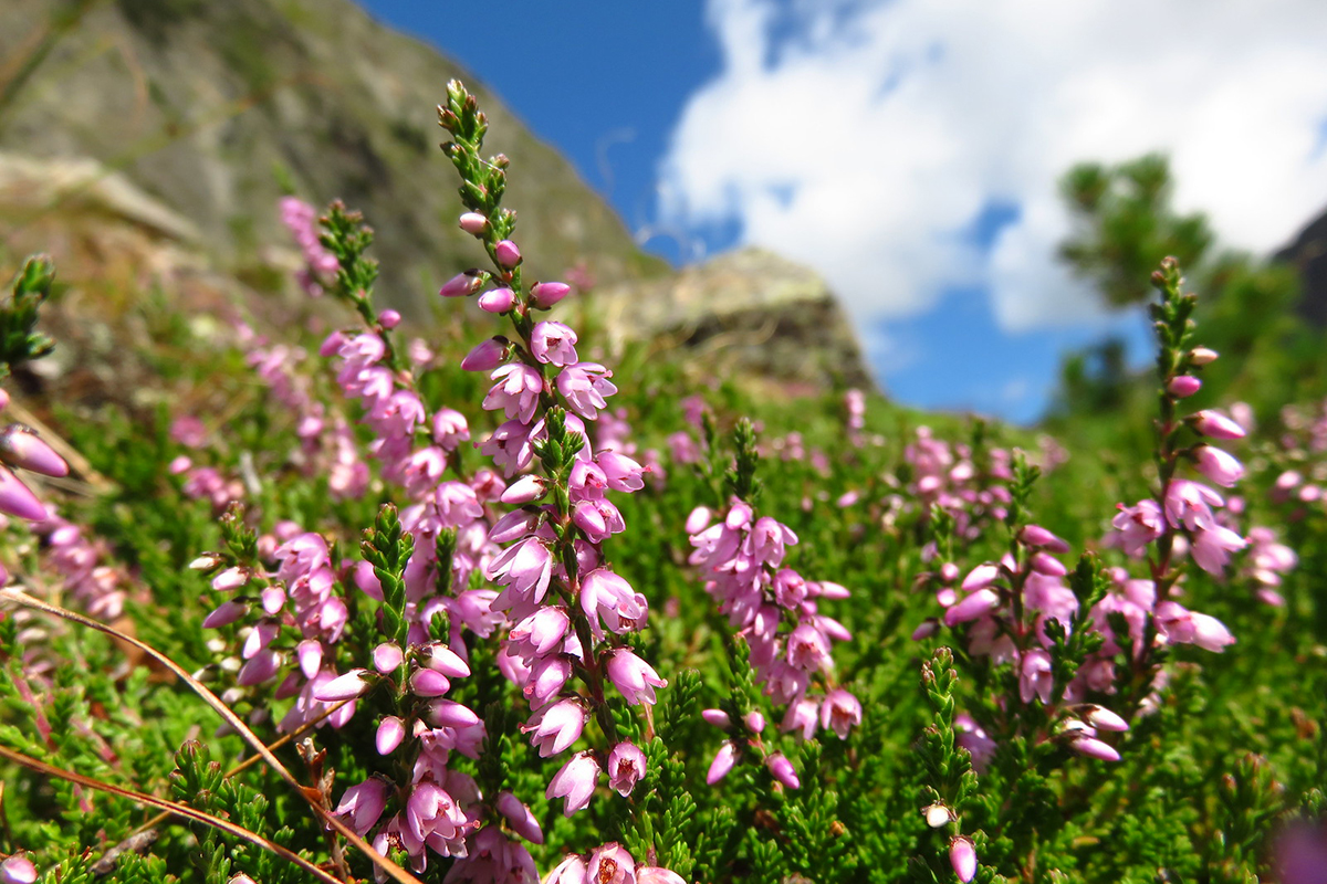 Besenheide am Lignitzsee in Österreich, (c) Jonas Sielenkämper/NABU-naturgucker.de