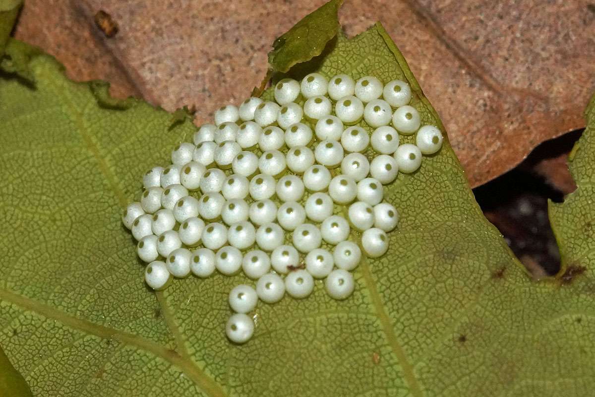 Eier des Mondvogels (Phalera bucephala), (c) Gaby Schulemann-Maier/NABU-naturgucker.de