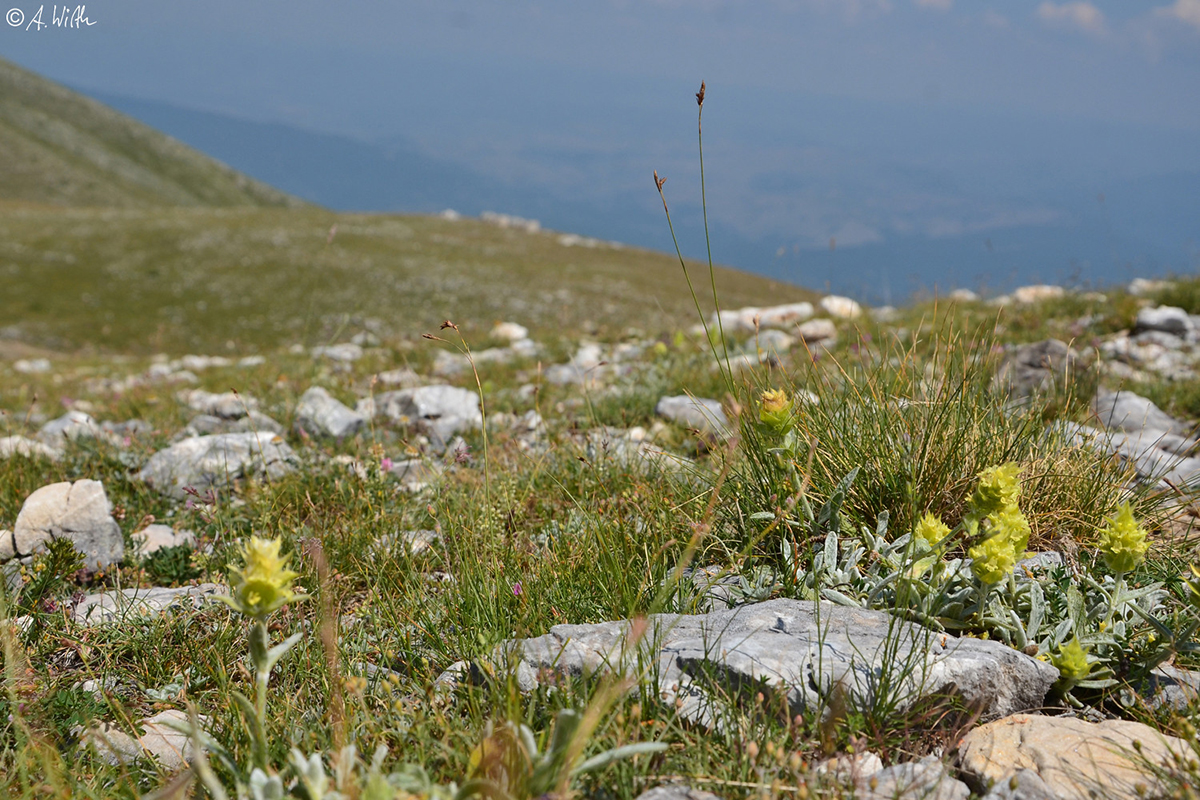 Balkan-Gliedkraut auf dem Falakro in Griechenland, (c) Alexander Wirth/NABU-naturgucker.de