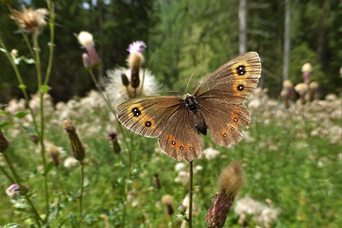 Mohrenfalter (Erebia sp.) in seinem Lebensraum, (c) Alexandra Wochinger/NABU-naturgucker.de