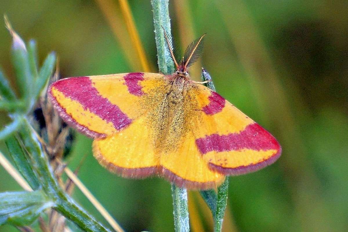 Ampfer-Purpurspanner (Lythria cruentaria), (c) Angelika Nijhoff/NABU-naturgucker.de