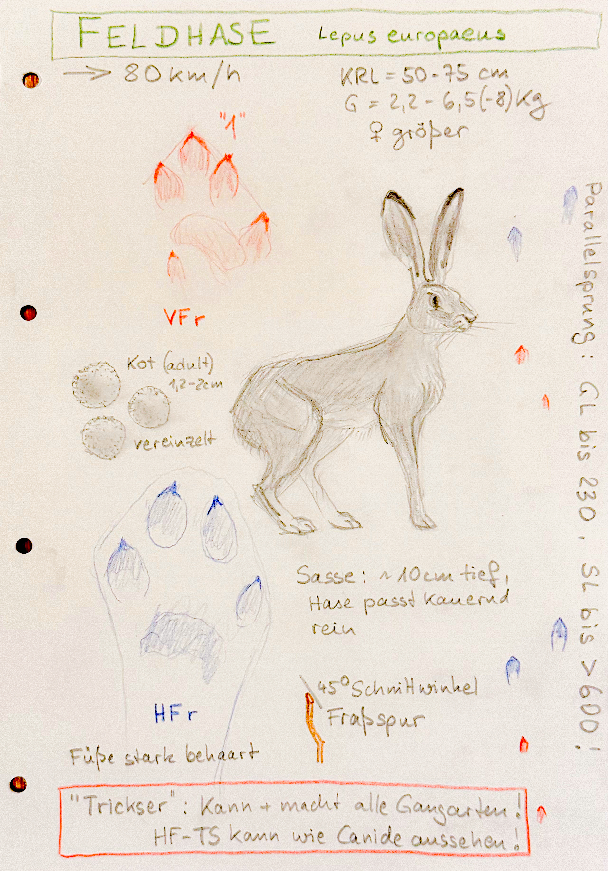 Blick in ein Nature Journal: ein kreativer Beitrag über den Feldhasen, (c) Babette Köhler