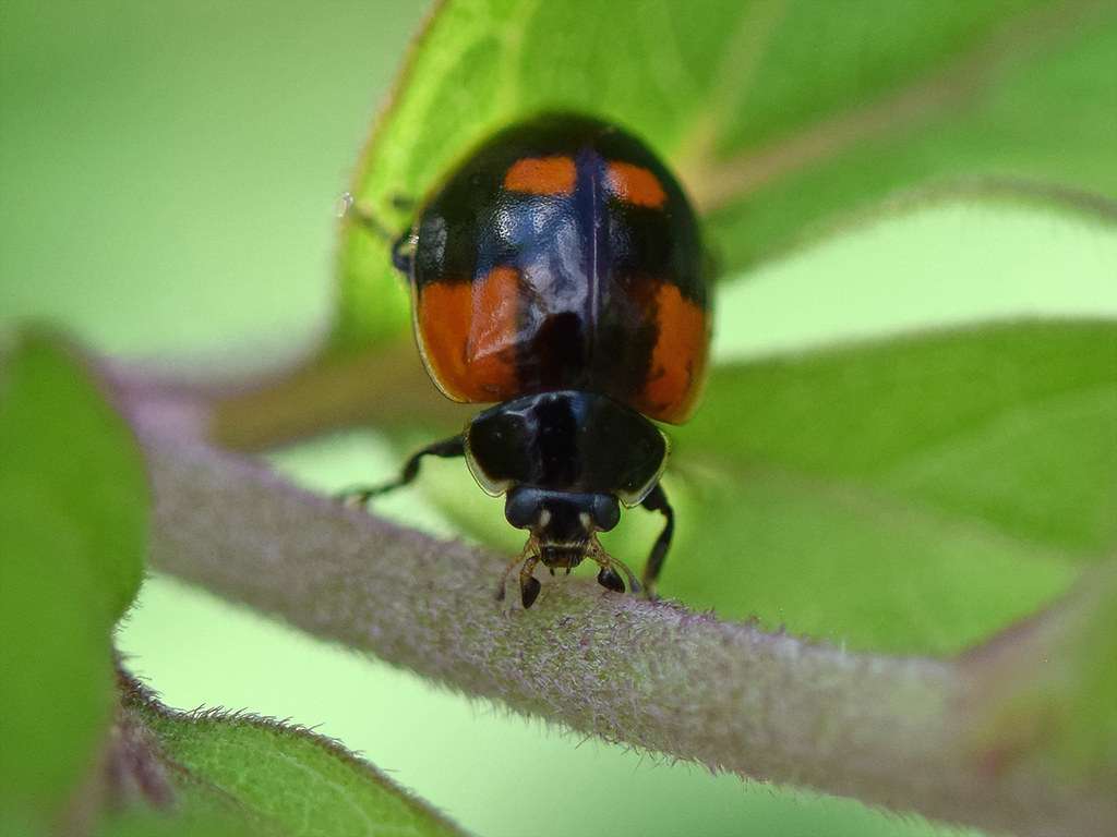 Heißt Zweipunkt-Marienkäfer, hat aber vier Punkte – was hat es wohl damit auf sich?, (c) Ina Siebert/NABU-naturgucker.de