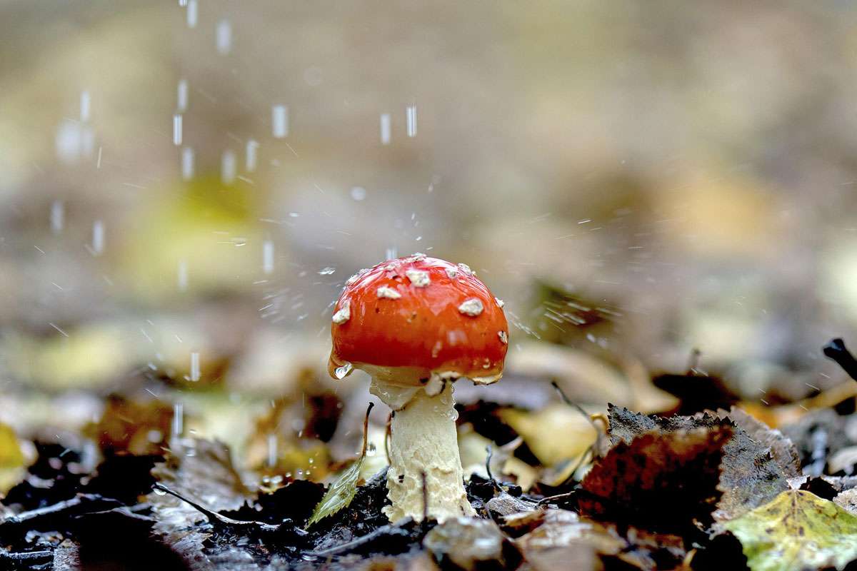 Wie klingen Regentropfen, die auf Pilze fallen? Werden die Pilze vom Wasser weich? Oder riechen sie dann anders? – Fliegenpilz im Regen, (c) Georg Wietschorke/Pixabay