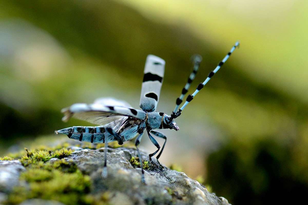 Alpenbock (Rosalia alpina), (c) Werner Bartsch/NABU-naturgucker.de
