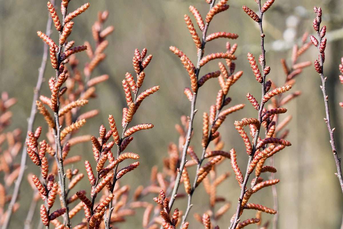 In Deutschland selten gewordener Moorbewohner:
der Gagelstrauch (Myrica gale), (c) Rolf Jantz/NABU-naturgucker.de