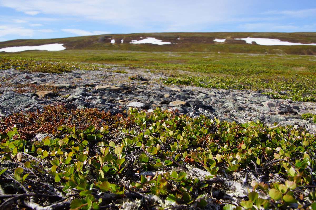 Zwerg-Birken (Betula nana) im nördlichen Norwegen, (c) Gaby Schulemann-Maier/NABU-naturgucker.de