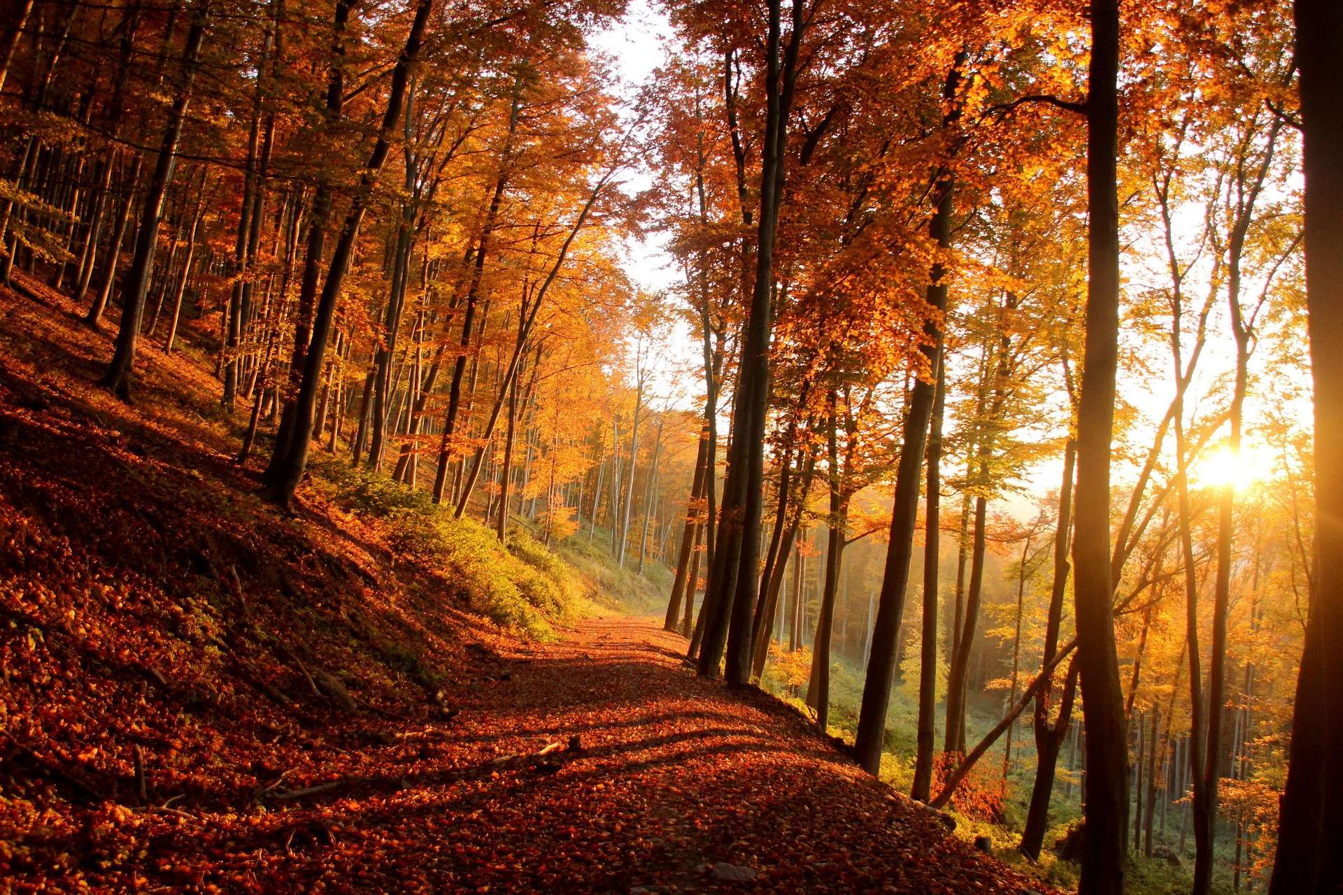 Sonnenuntergang im Herbstwald, (c) bohacekmarek/Pixabay