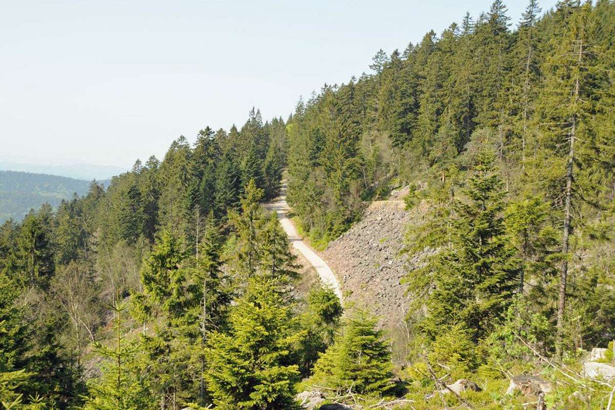 Nadelwald auf dem Schliffkopf im Schwarzwald, (c) Carolin Zimmermann/NABU-naturgucker.de
