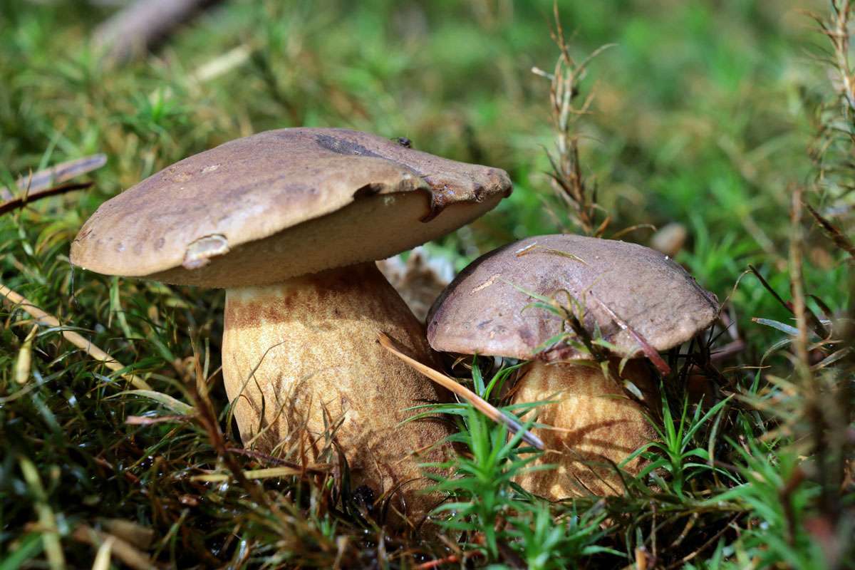 Maronen-Röhrling (Imleria badia), (c) Dorothea Bellmer/NABU-naturgucker.de