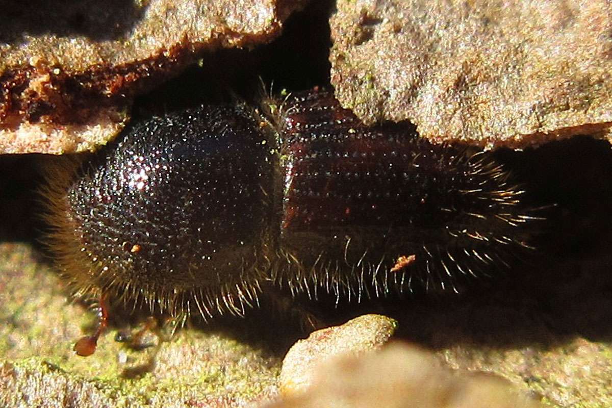 Der Buchdrucker (Ips typographus) aus der Familie der Borkenkäfer, (c) Jörg Siemers/NABU-naturgucker.de