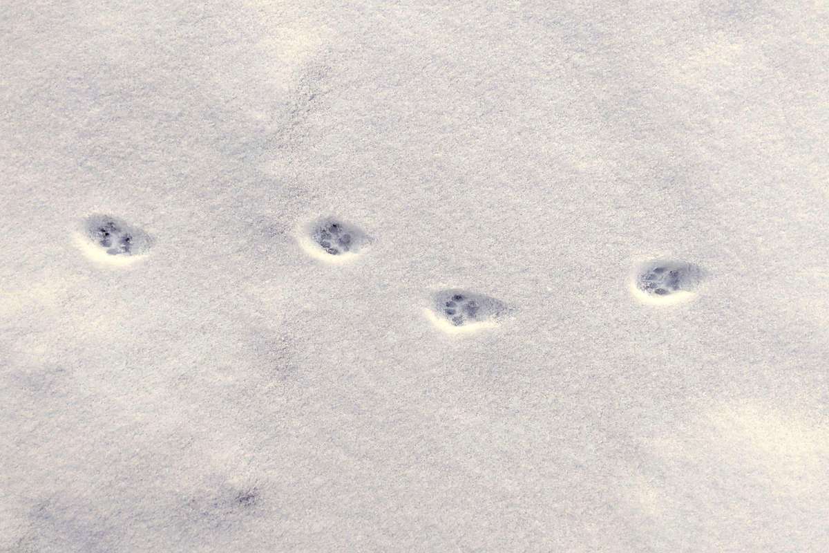 Fährte eines Europäischen Eichhörnchens (Sciurus vulgaris), (c) Gaby Schulemann-Maier/NABU-naturgucker.de
