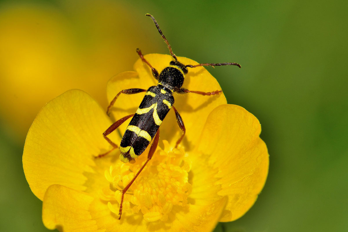 Echter Widderbock (Clytus arietis), (c) Karin-Simone Hauth/NABU-naturgucker.de