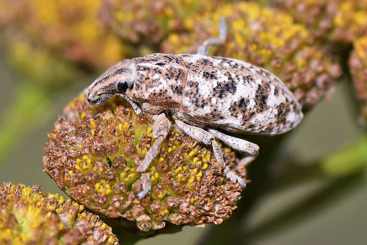 Gefleckter Langrüssler (Cyphocleonus dealbatus), (c) Rolf Jantz/NABU-naturgucker.de