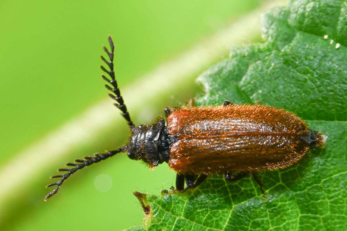 Männlicher Gelber Schneckenhauskäfer (Drilus flavescens) mit stark gekämmten Fühlern, (c) Ulrich Sach/NABU-naturgucker.de