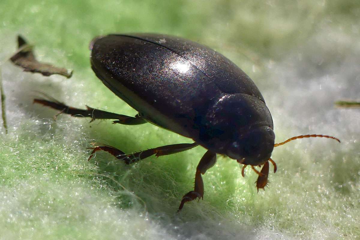 Perfekt an das Leben im Wasser angepasst: Gemeiner Schnellschwimmer (Agabus bipustulatus), (c) Benjamin Franke/NABU-naturgucker.de